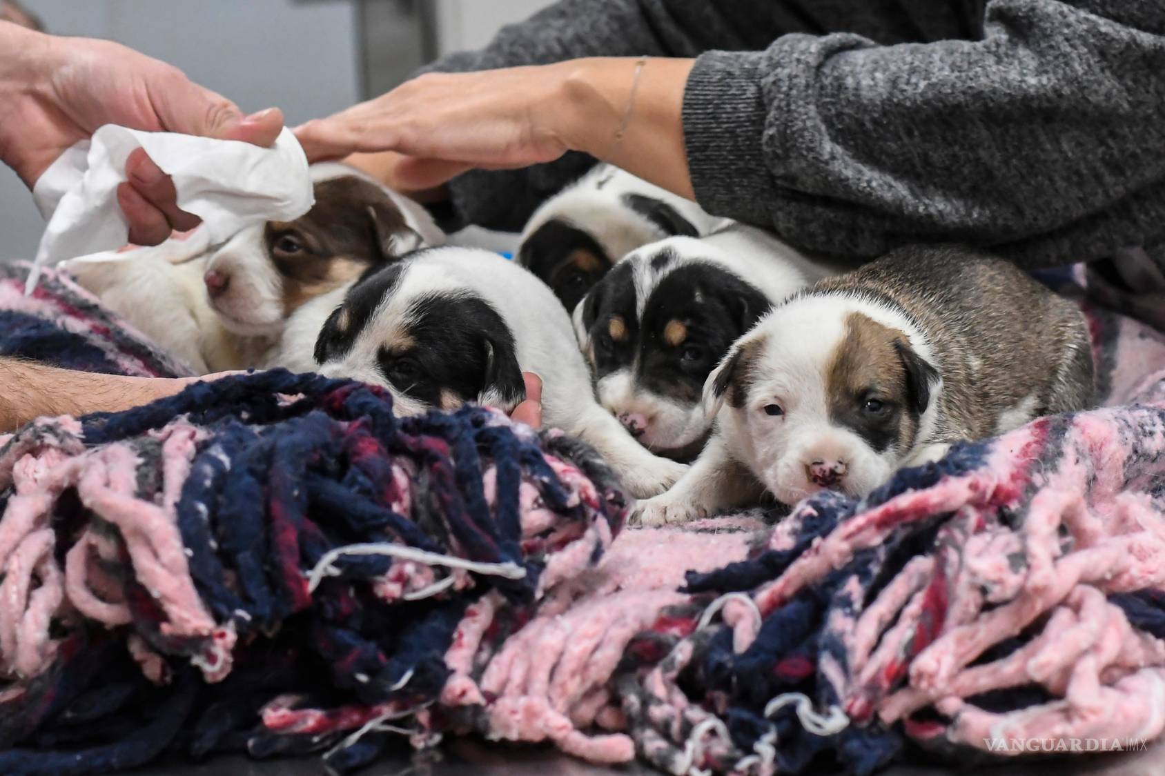 $!Por esta razón las mascotas no son un regalo que puedes desechar