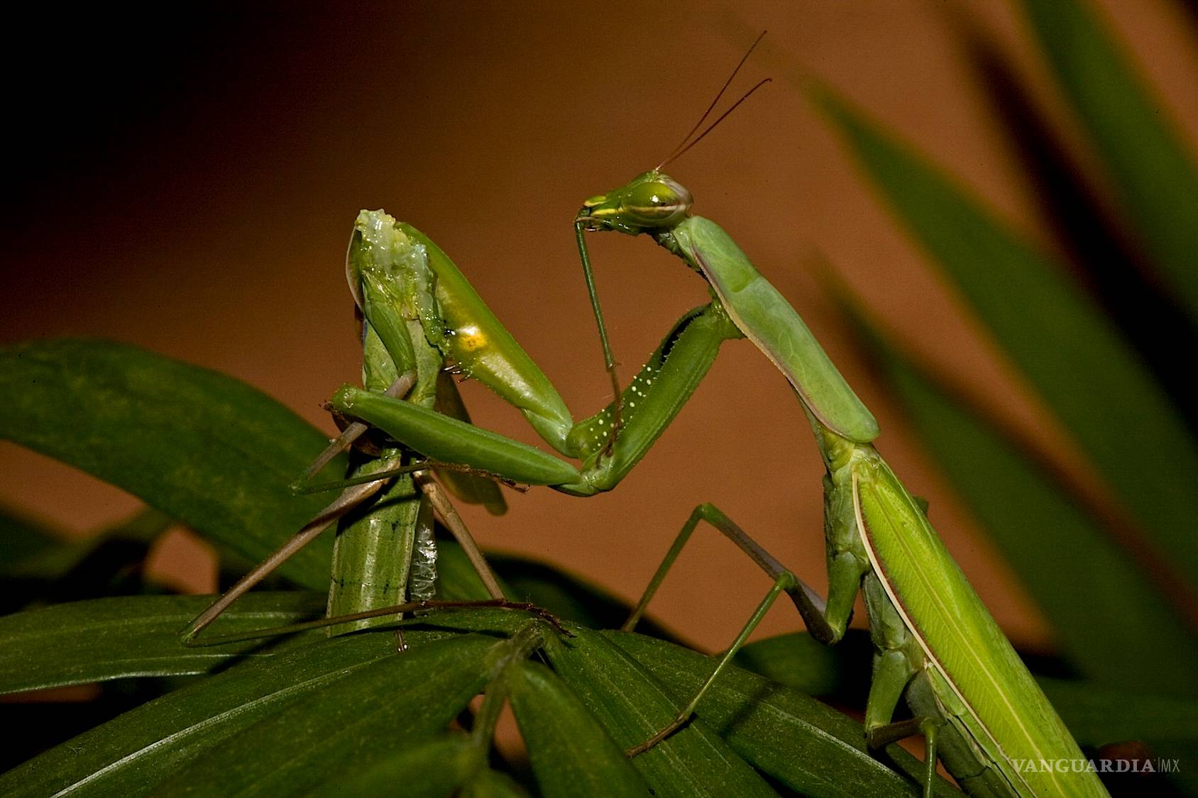 $!6 especies de animales que mueren después del sexo