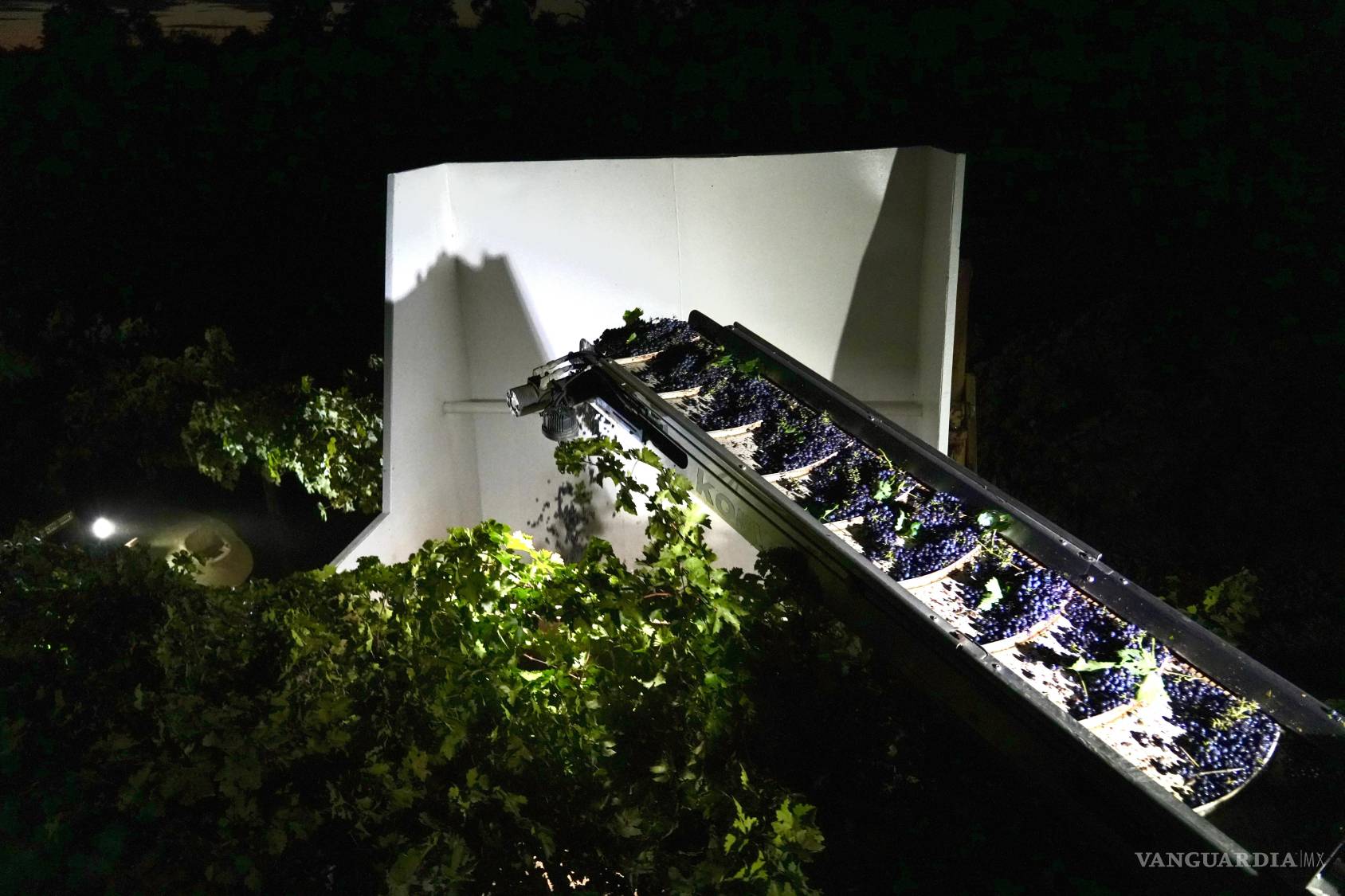 $!Cosechan uvas para vino durante la noche en Berryhill Family Vineyards, en Clements, California, el 10 de septiembre de 2026.