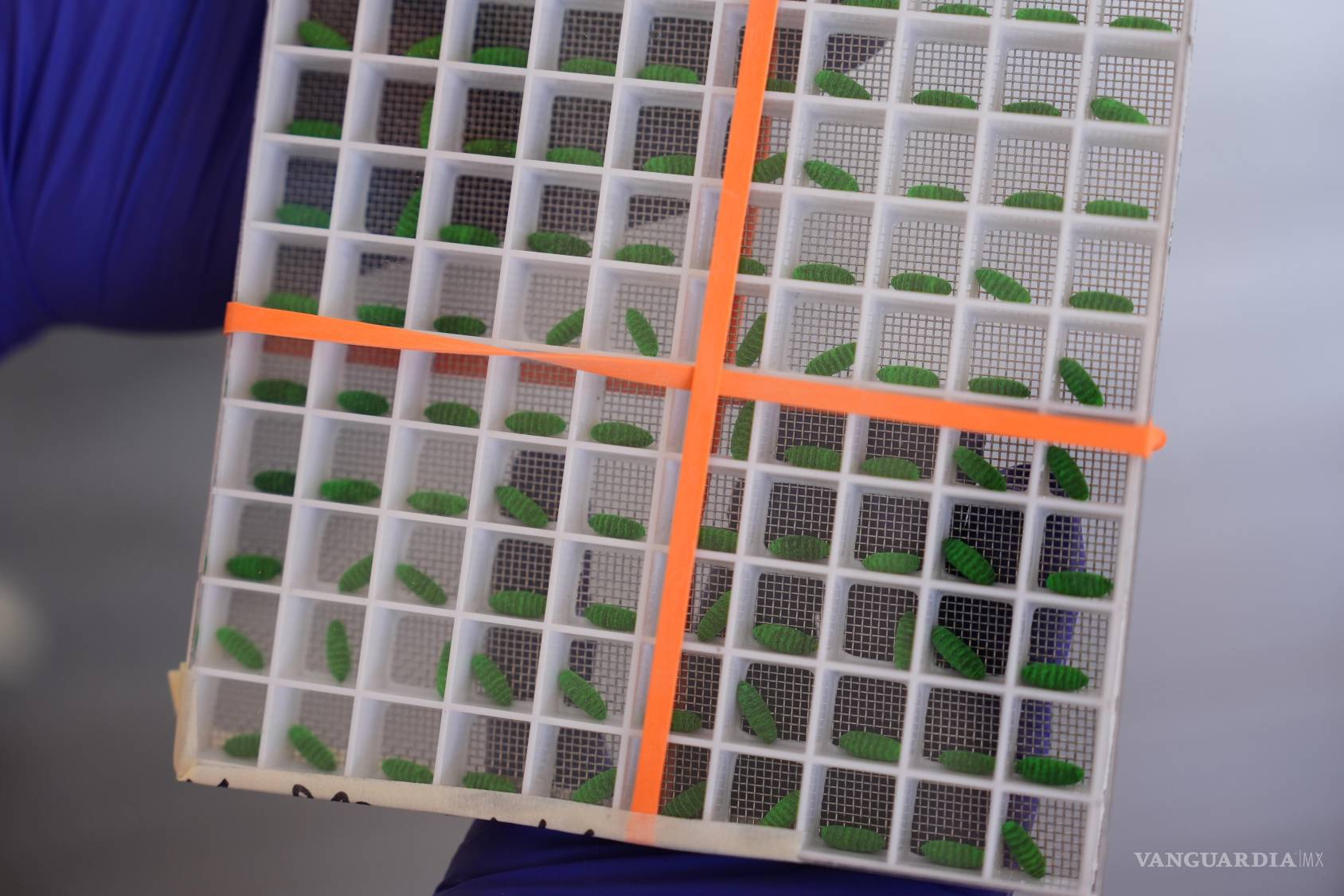 $!Un recipiente con pupas de mosca teñidas en una instalación de producción de moscas estériles para combatir la propagación de la mosca barrenadora del Nuevo Mundo.