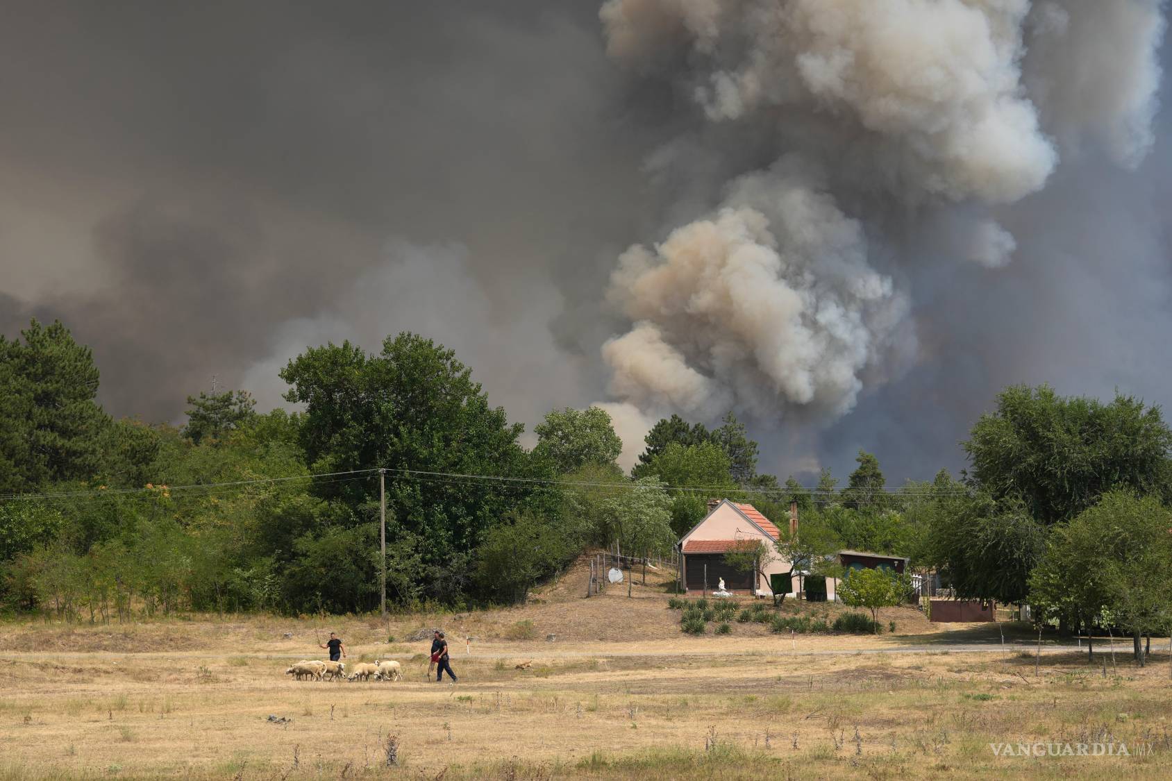 $!Una columna de humo, en un bosque durante un incendio en Deliblatska Pescara, cerca de la localidad de Sumarak, a 70 kms a noroeste de Belgrado, Serbia.