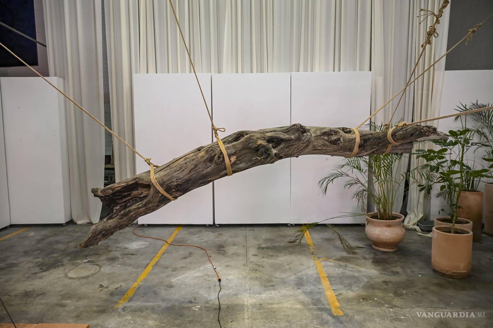 $!Jerónimo Valdés presenta en ‘Xilodendros’ una reflexión sobre la fragilidad de la naturaleza