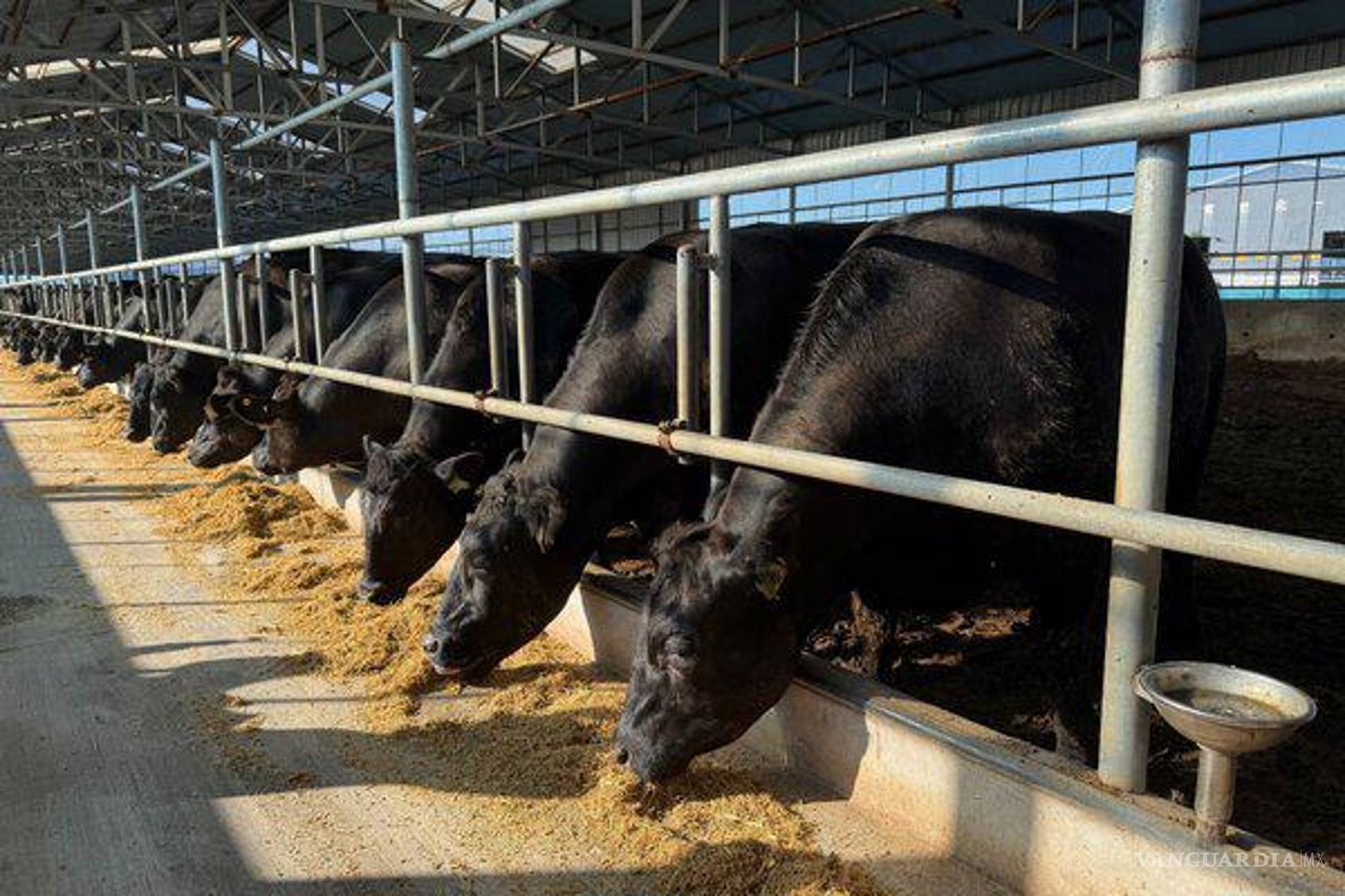 $!China impulsa su producción ganadera mientras busca reducir su dependencia de la carne importada.