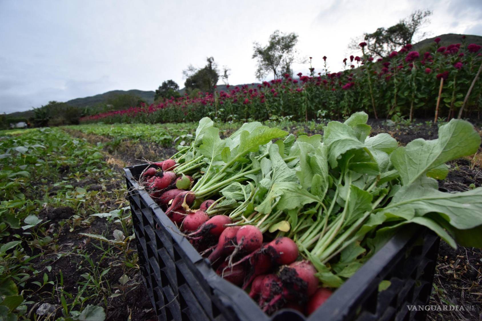 $!La incertidumbre por el brote de Cyclospora ha impactado las ventas de verduras de hoja verde y la afluencia a cadenas de ensaladas.