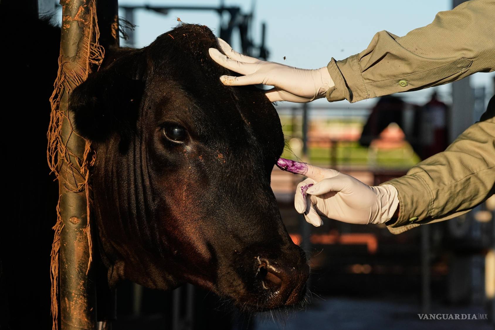 $!Un veterinario aplica antibióticos a un ternero durante una inspección para su exportación a EU, en una asociación regional de ganaderos en Hermosillo.