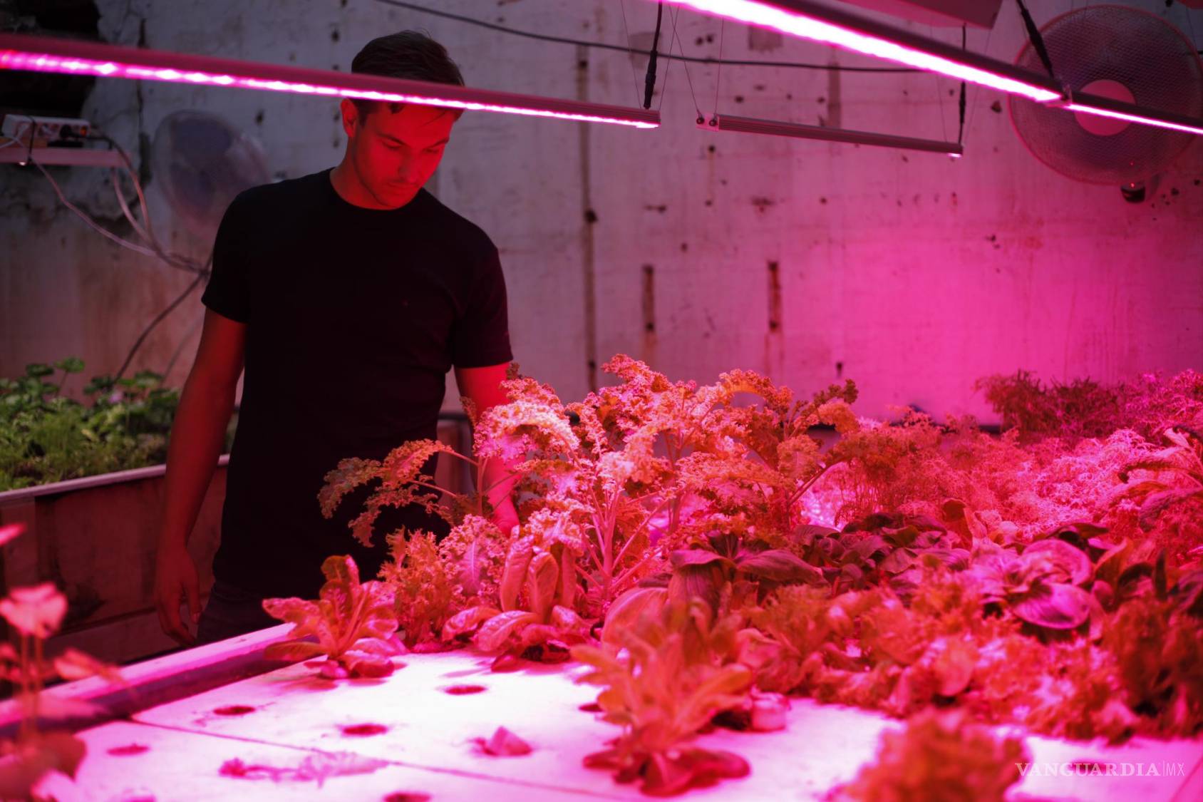 $!Tim Elfring en la granja acuapónica, supervisando los cultivos. Foto: PhoodKitchen.