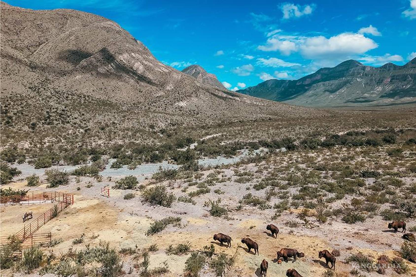 $!Son 47 ejemplares de bisonte americano los que recorren las llanuras de Cuatro Ciénegas.