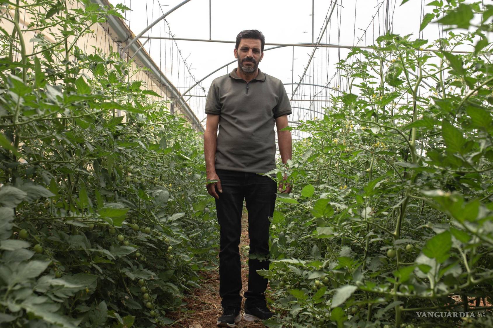 $!El agricultor Durgham Bsharat en uno de sus invernaderos con tomates cherry en Atuf, una aldea donde Israel ya está construyendo un nuevo muroque impedirá a muchos agricultores y ganaderos acceder a sus tierras.