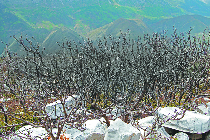 $!Lo que el incendio se llevó: un paisaje que nunca más verán nuestros ojos