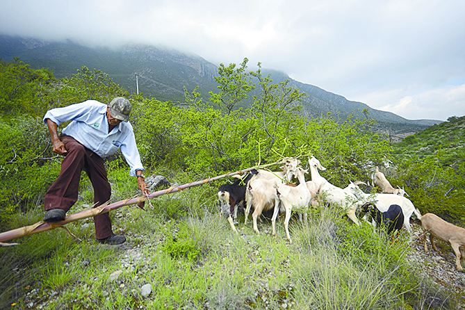 $!Don Pedro, el pastor del Cañón de San Lorenzo y sus 14 chivías