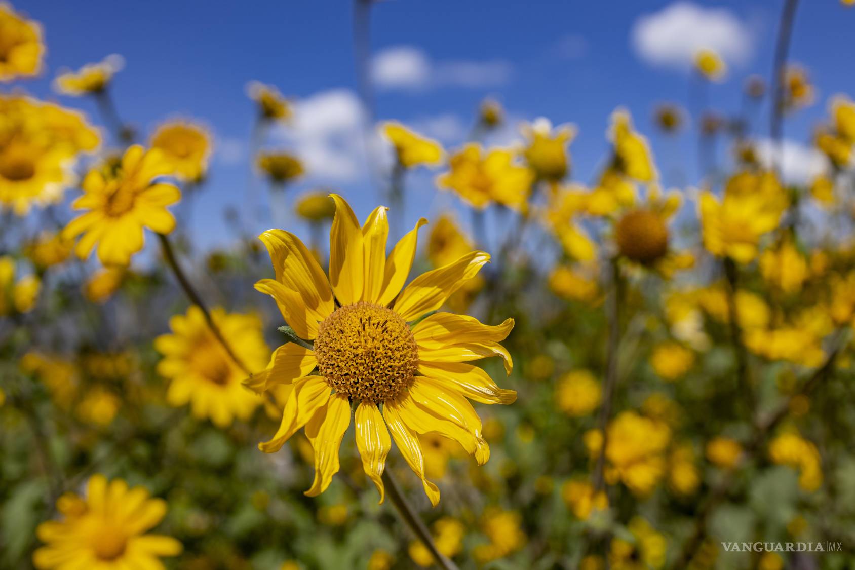 $!Este año, la abundante floración se debe a la combinación de lluvias y a la disminución de ganado que pudiera consumir la planta, señaló un habitante local.