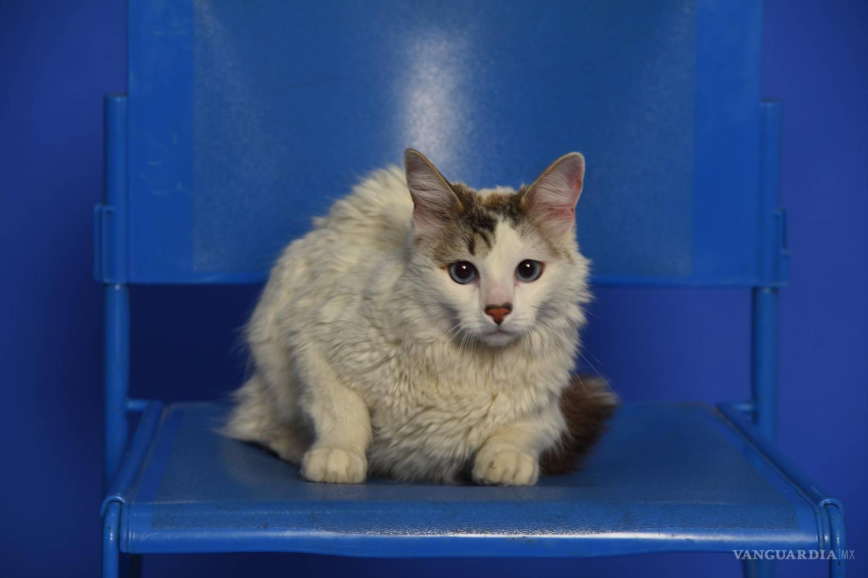 $!Una enseñanza que le deja su historia con Micho es que las mascotas no son un regalo, sino una decisión que debe tomar toda la familia.