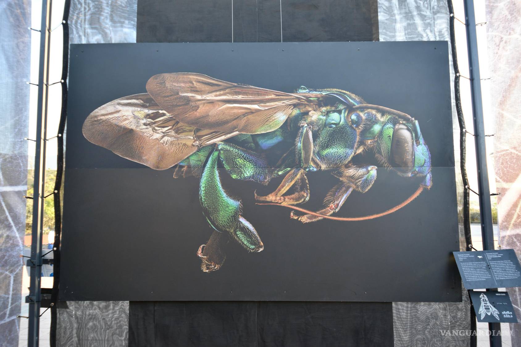 $!Descubre un mundo microscópico a simple vista en la exposición ‘Insectus’ en el Parque Las Maravillas