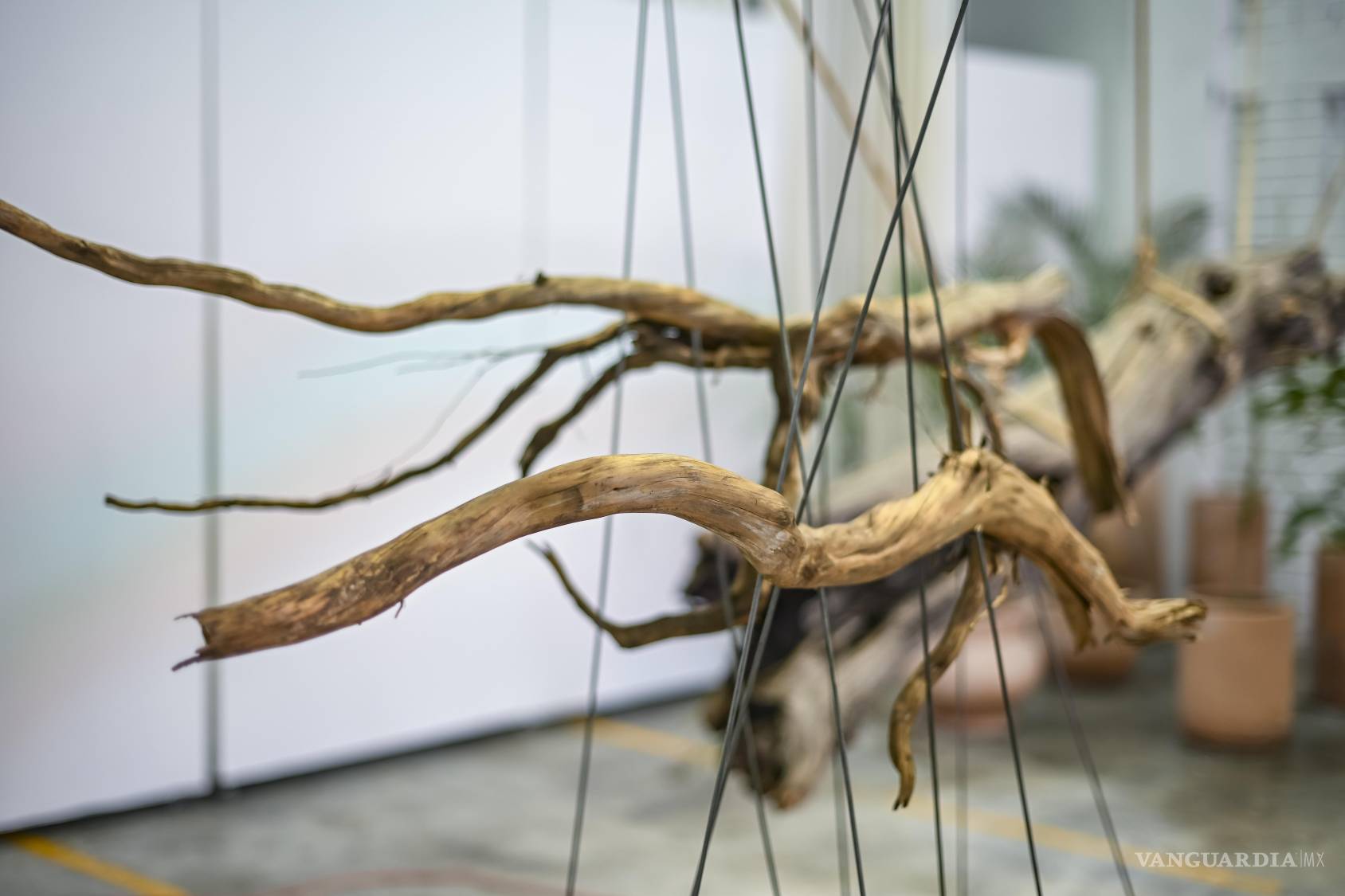 $!Jerónimo Valdés presenta en ‘Xilodendros’ una reflexión sobre la fragilidad de la naturaleza