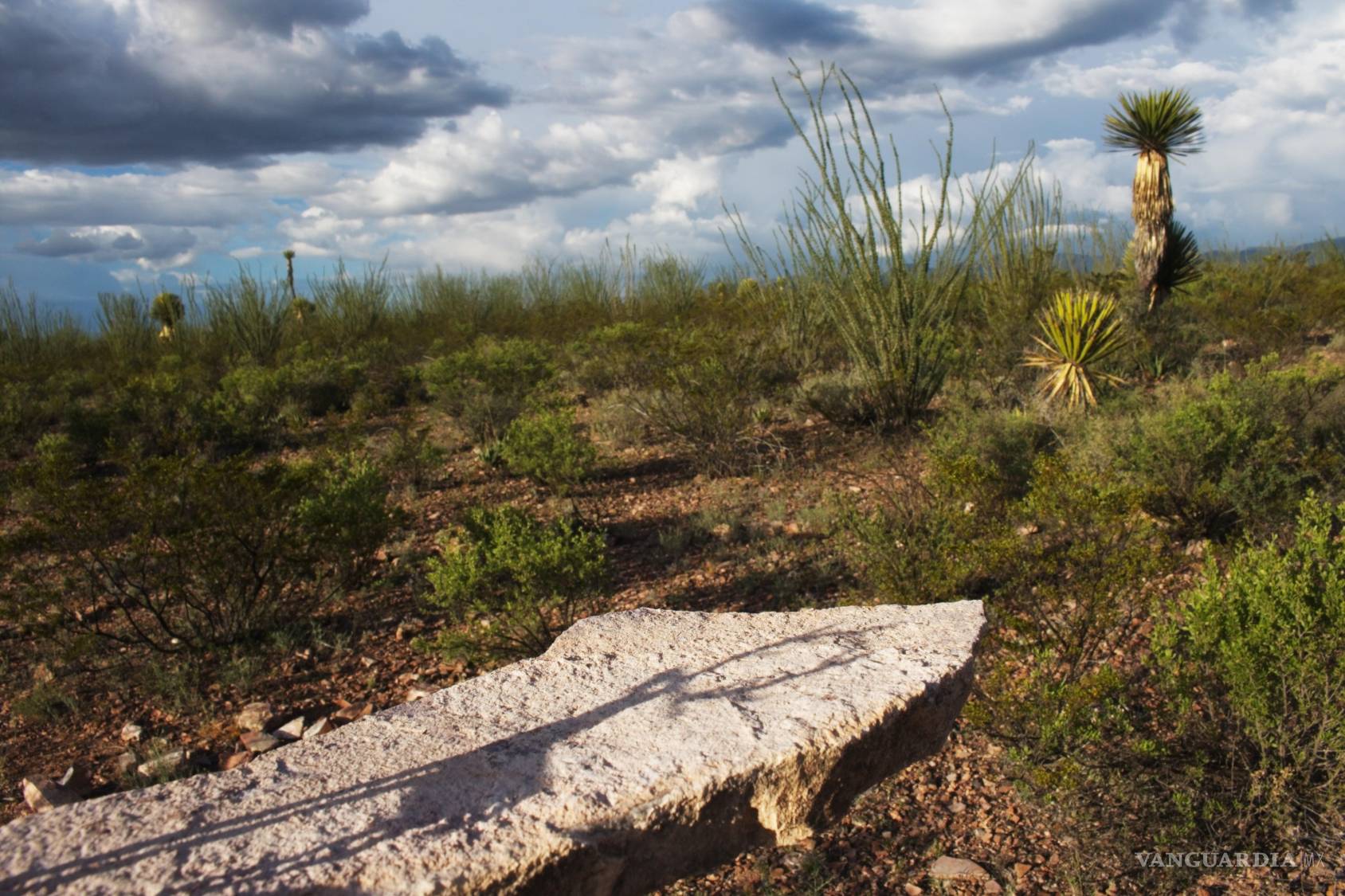 $!Artista coahuilense Mercedes Aqui lleva imágenes del desierto de Wirikuta al Met de Nueva York