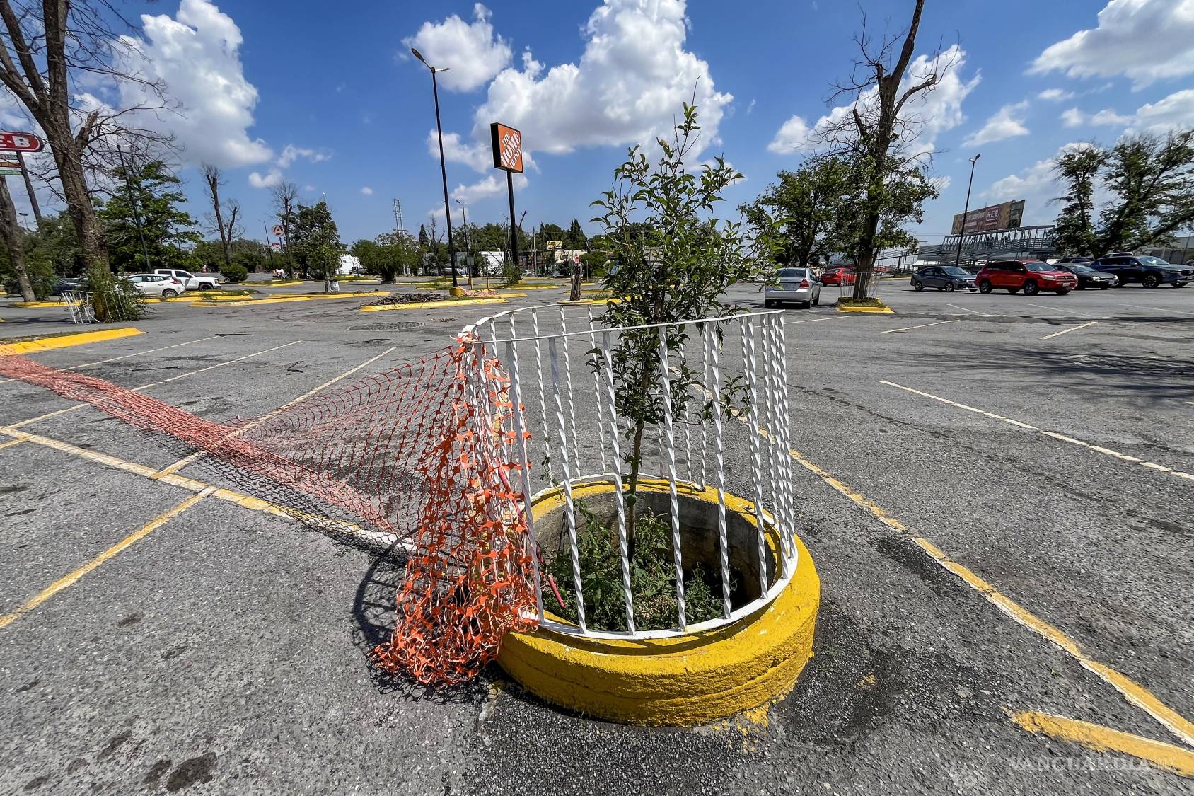 $!Los árboles que se mantienen con vida no tienen las condiciones necesarias para su pleno desarrollo.