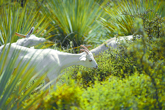 $!Don Pedro, el pastor del Cañón de San Lorenzo y sus 14 chivías