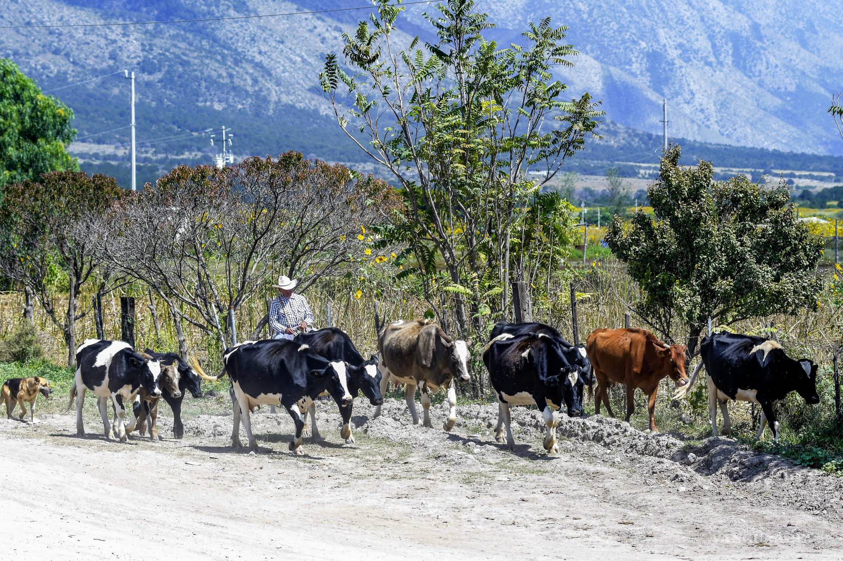 $!Los habitantes de la región utilizan tradicionalmente el pocolote como alimento para animales, especialmente para el ganado, que consume la flor tierna.