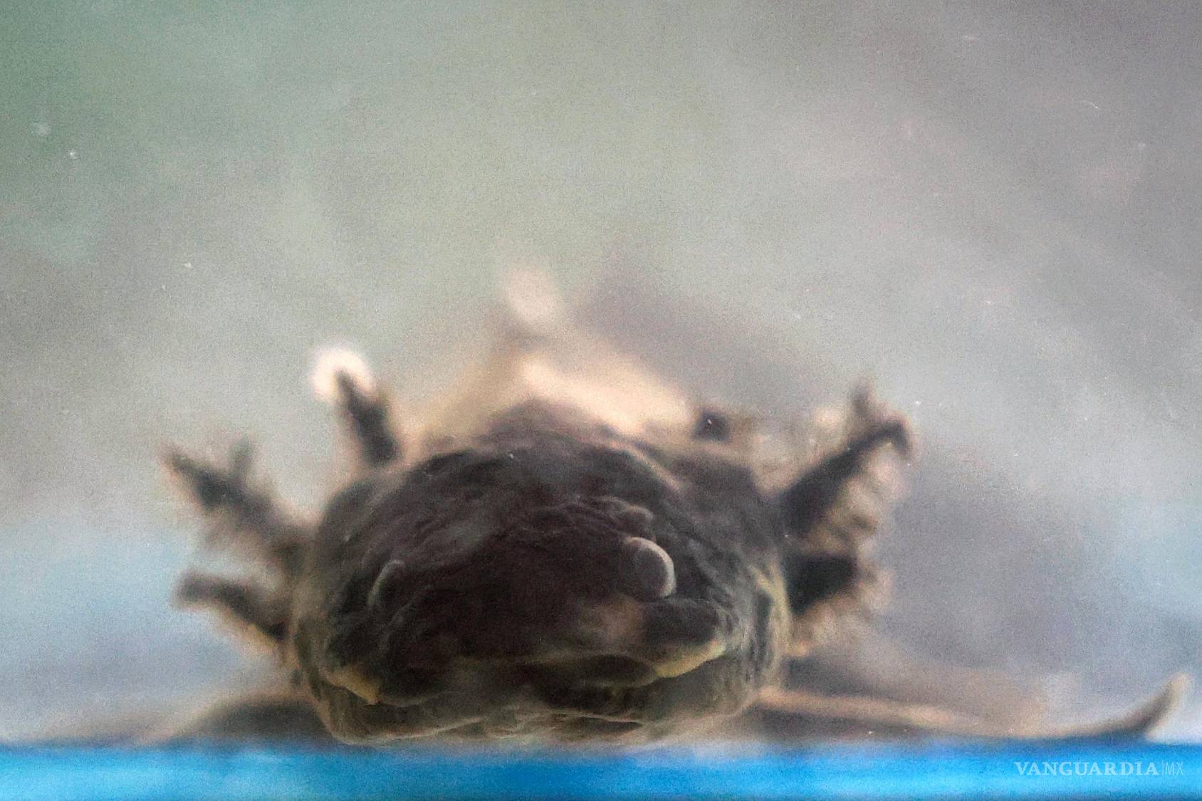 $!Un ejemplar de ajolote en una área natural protegida de Xochimilco en Ciudad de México.