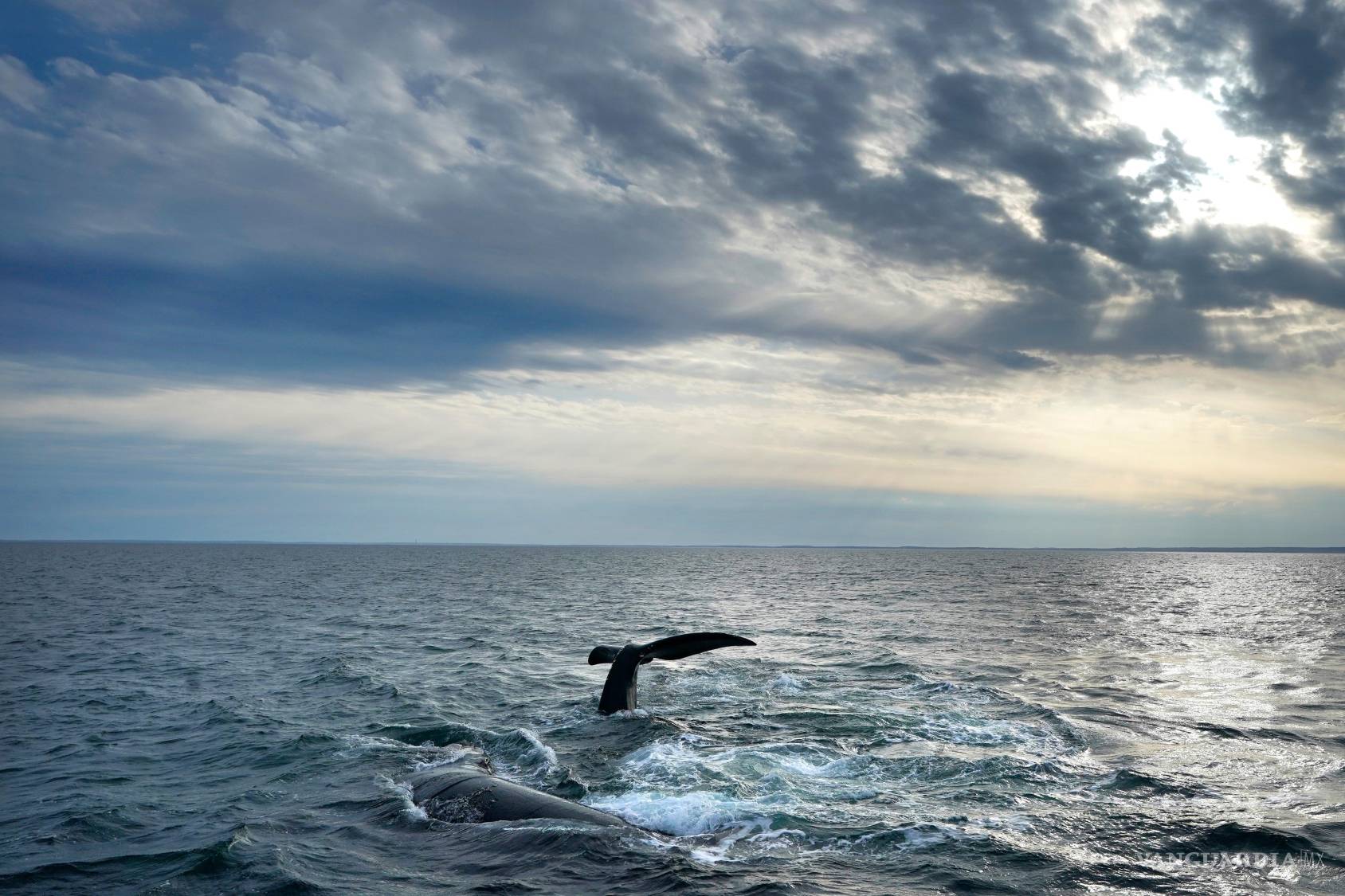 $!Dos ballenas francas del Atlántico Norte interactúan en la superficie de la bahía de Cape Cod, el 27 de marzo de 2023, en Massachusetts.