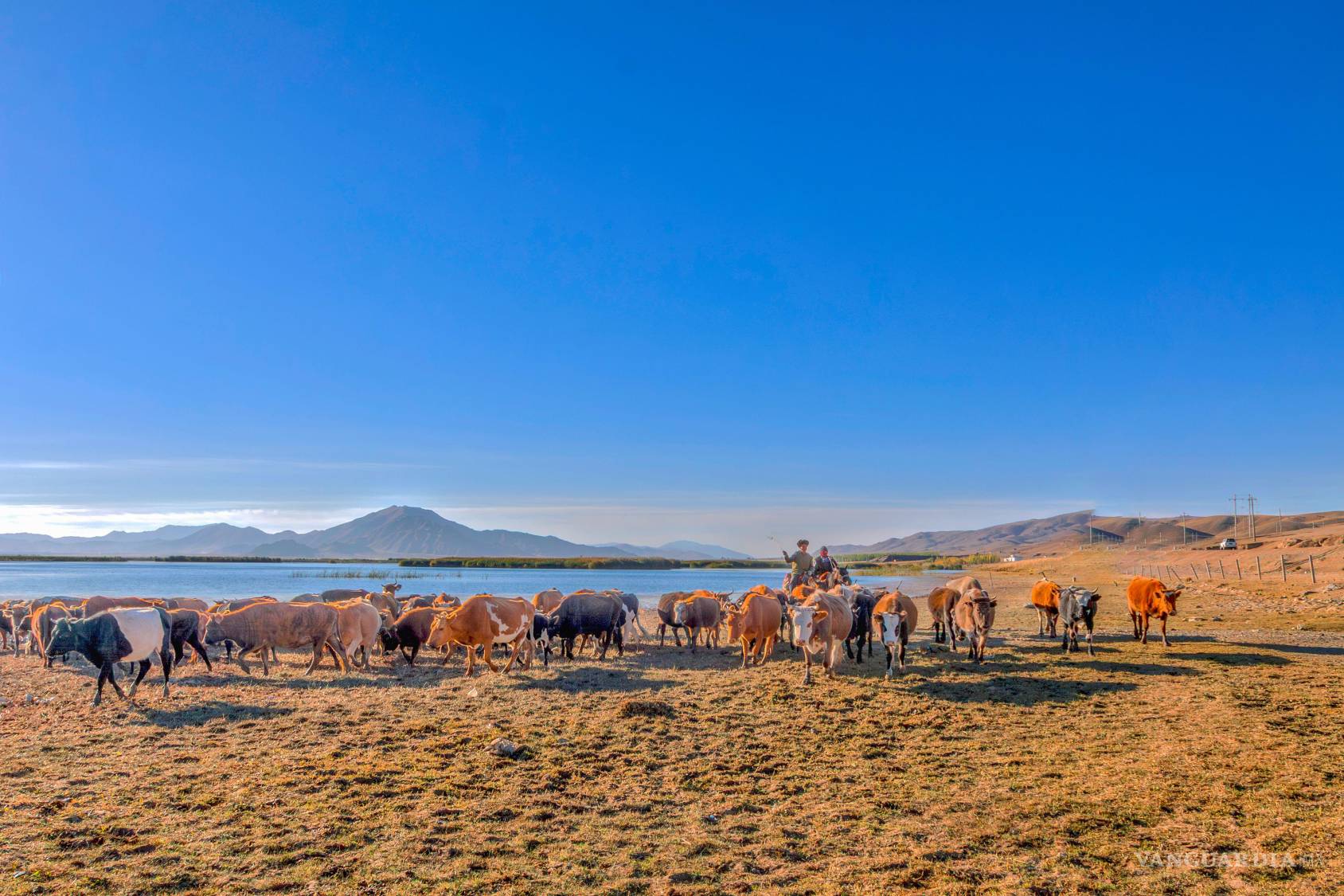 $!Tongliao pasó de ser una zona desértica a convertirse en una región agrícola y ganadera de China.
