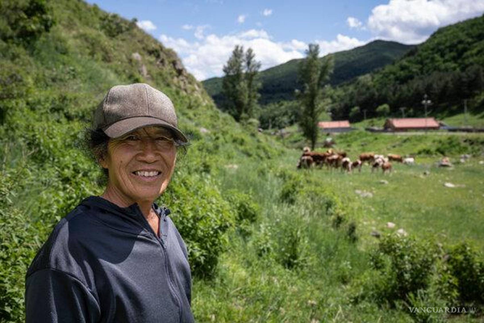 $!Los ganaderos chinos adoptan nuevos modelos de producción para aumentar la eficiencia de la industria de carne de res.