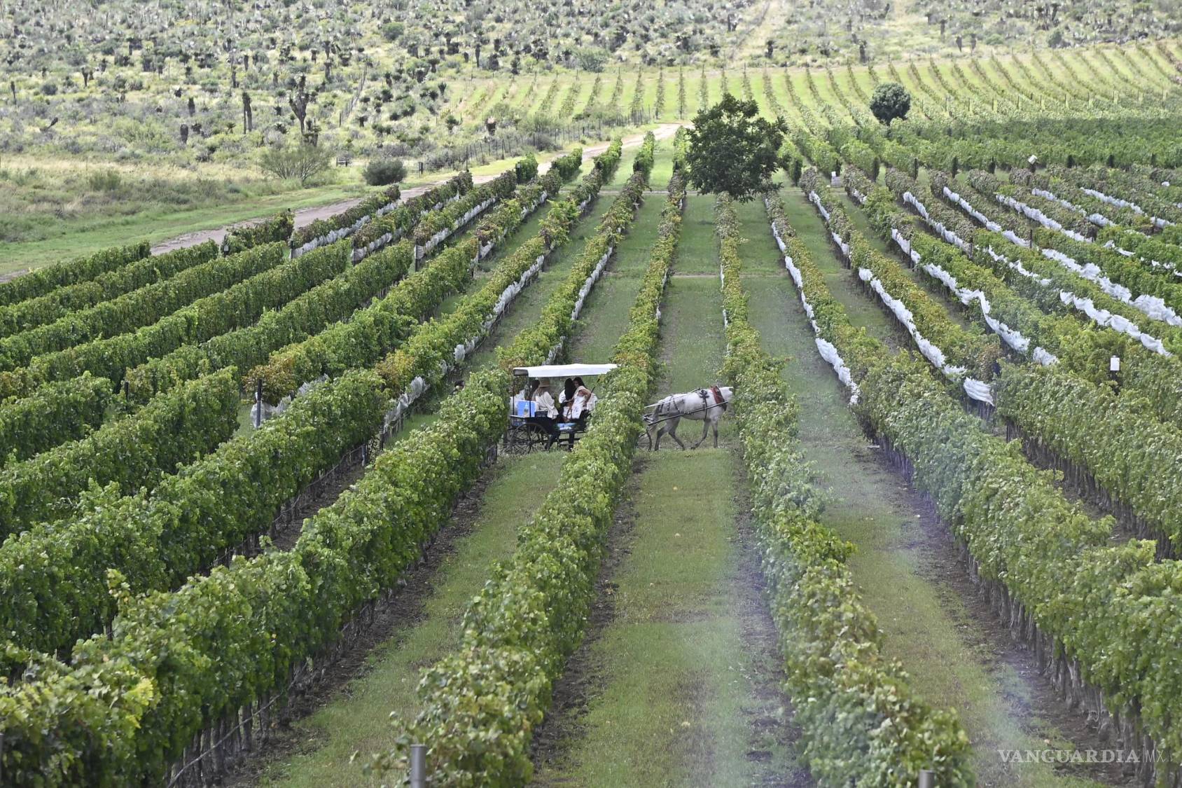 $!Salir al balcón y ver los sembradíos fue una de las postales que más fueron retratadas por los turistas.