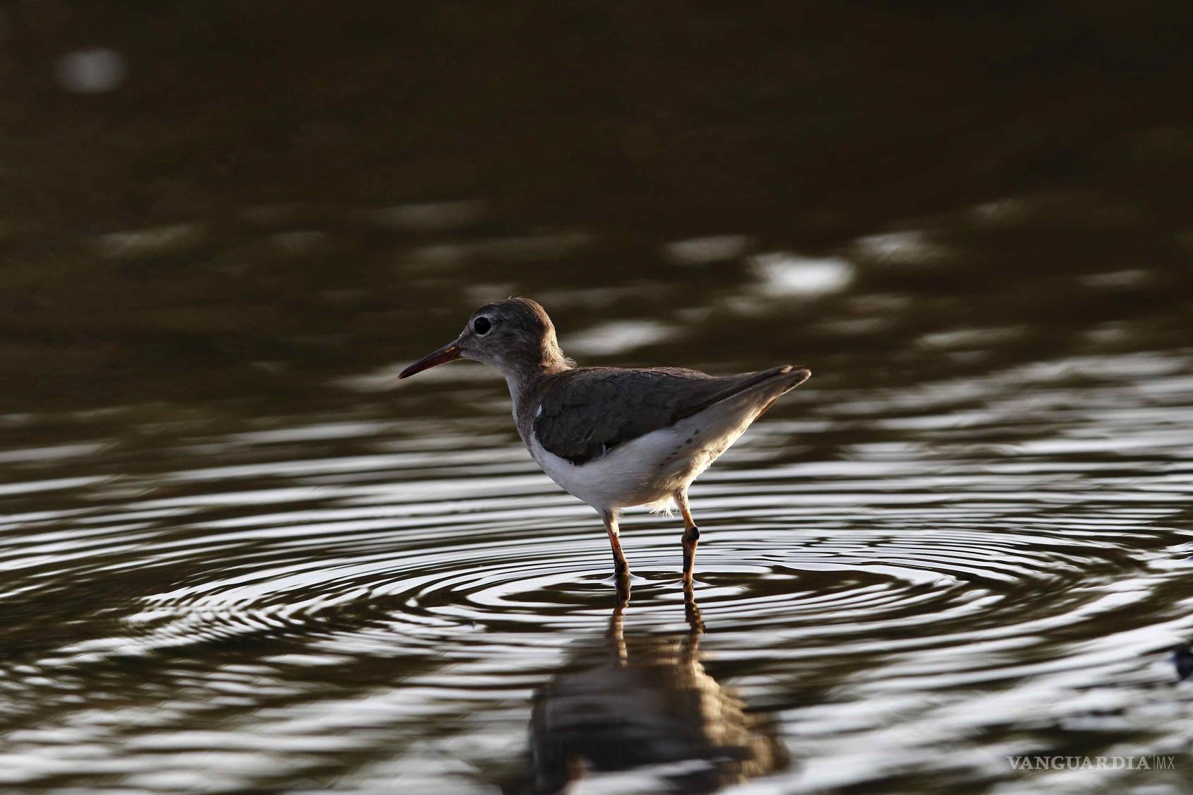 $!Los chorlitos, como el de esta imagen, son un género de aves compuesto por numerosas especies, algunas de las cuales utilizan una forma de “contacto remoto”.