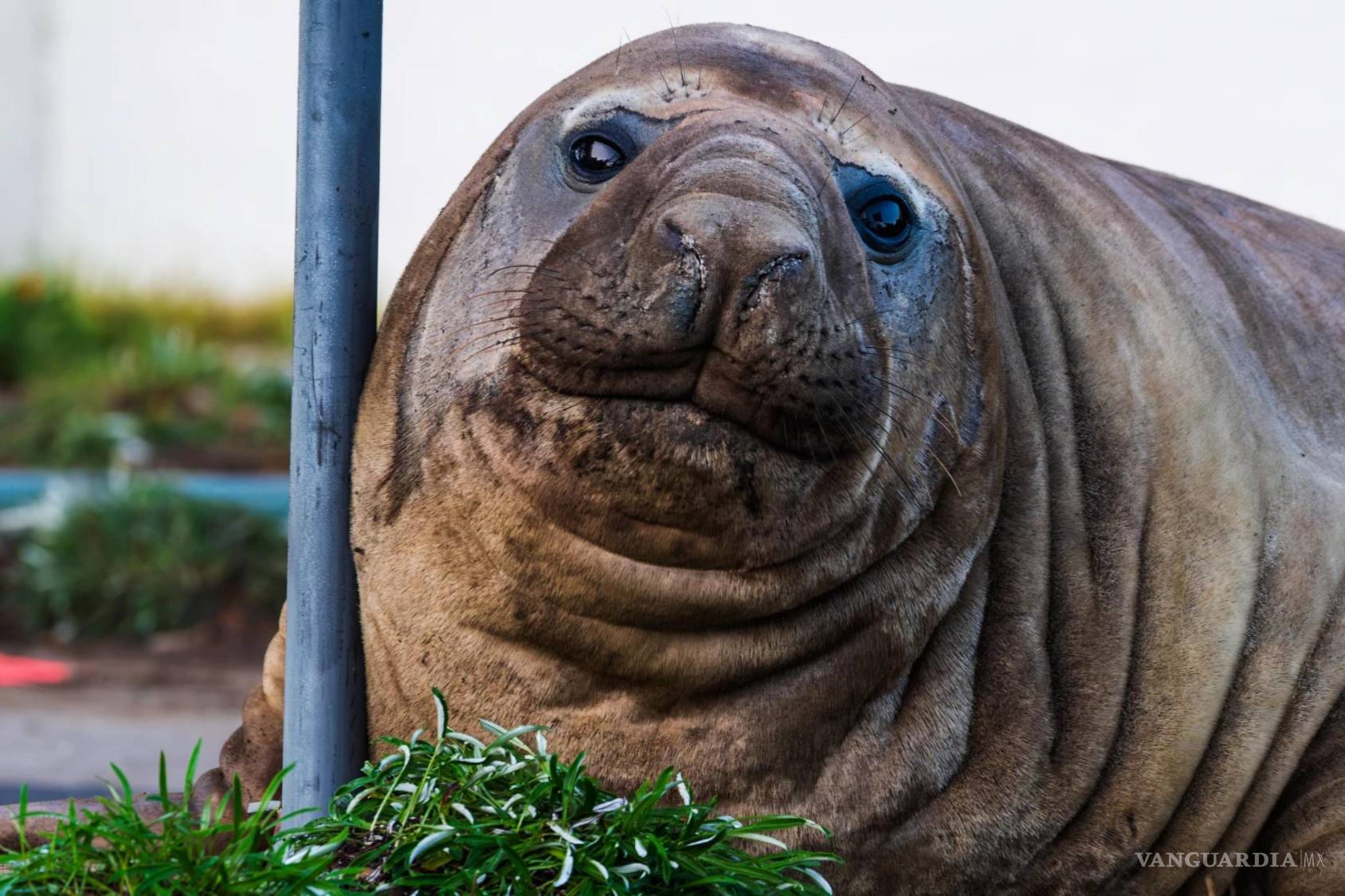 $!Neil, una foca elefante de 1000 kg (2200 libras), descansa apoyada en un poste indicador mientras atraviesa una zona de Tasmania, Australia.