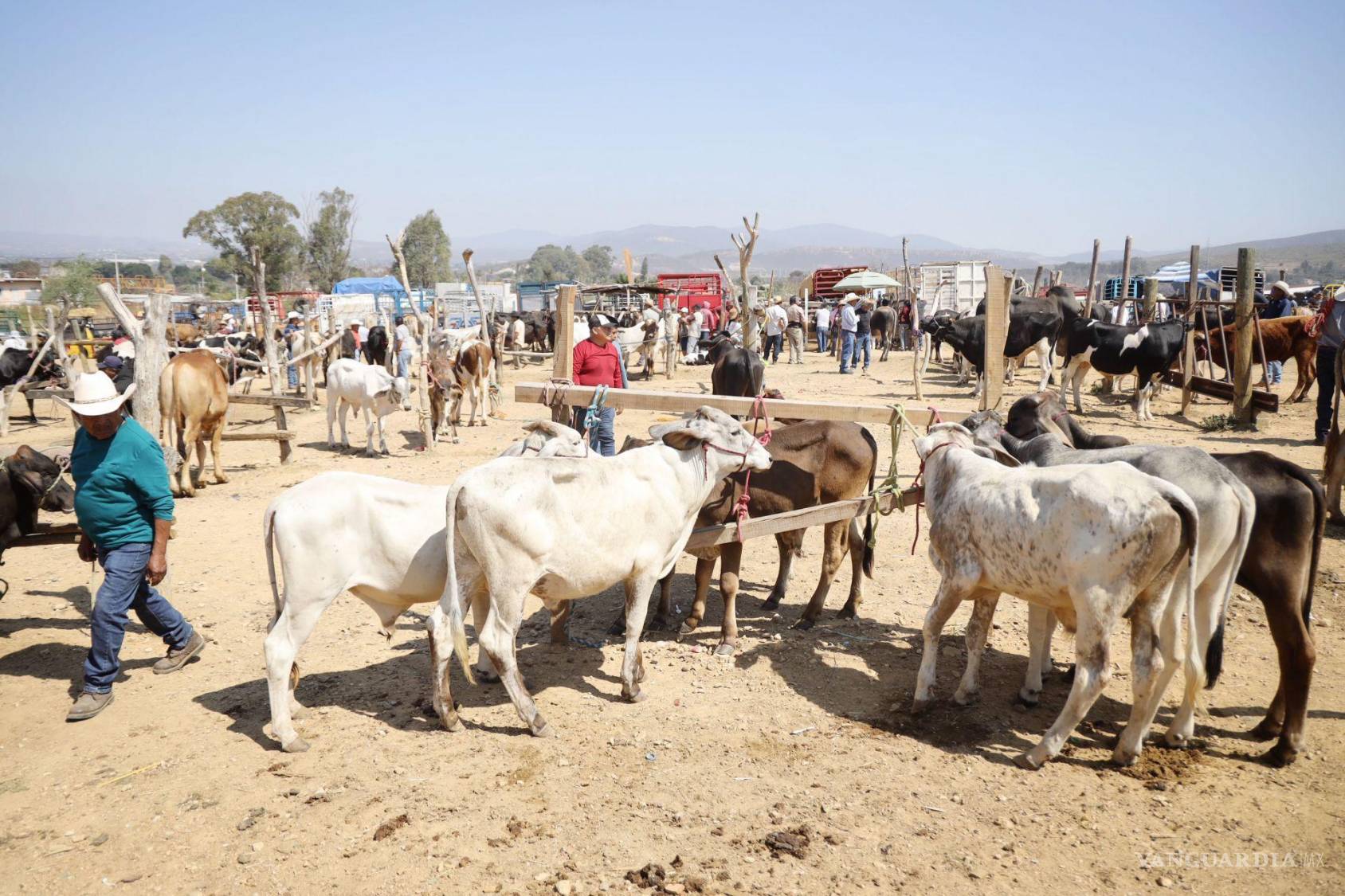 $!Criadores y vendedores de ganado del distrito de Etla en Oaxaca, cuidan de sus animales ante la presencia de gusano barrenador.