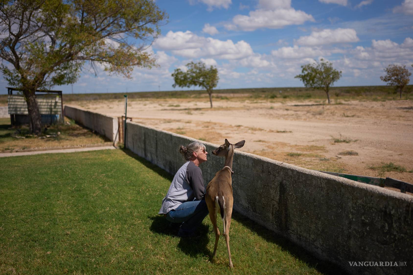 $!Laura Allen convive con un ciervo que visita habitualmente su casa en su rancho, el viernes 25 de septiembre de 2026, en Comstock, Texas.