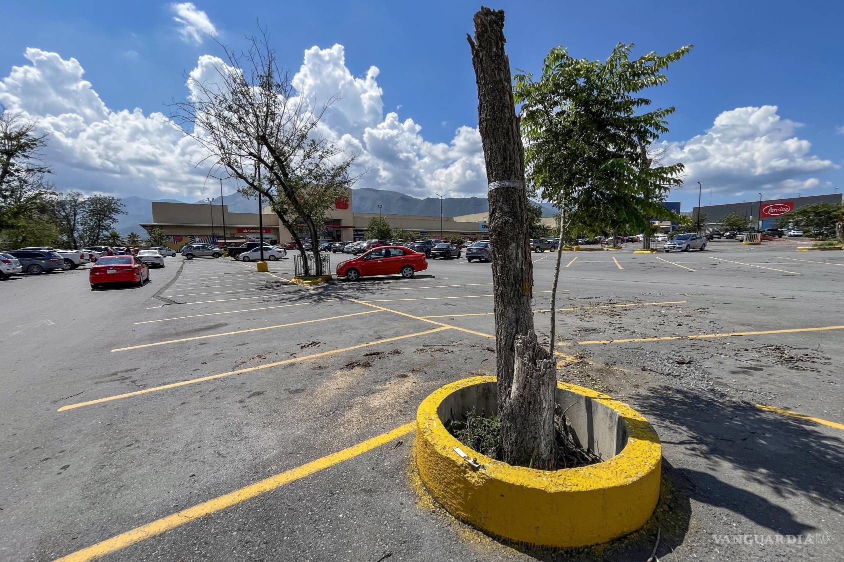 $!Según expertos en la materia, hay varios árboles que tienen más de 2 metros de tierra, impidiendo su consumo de agua.