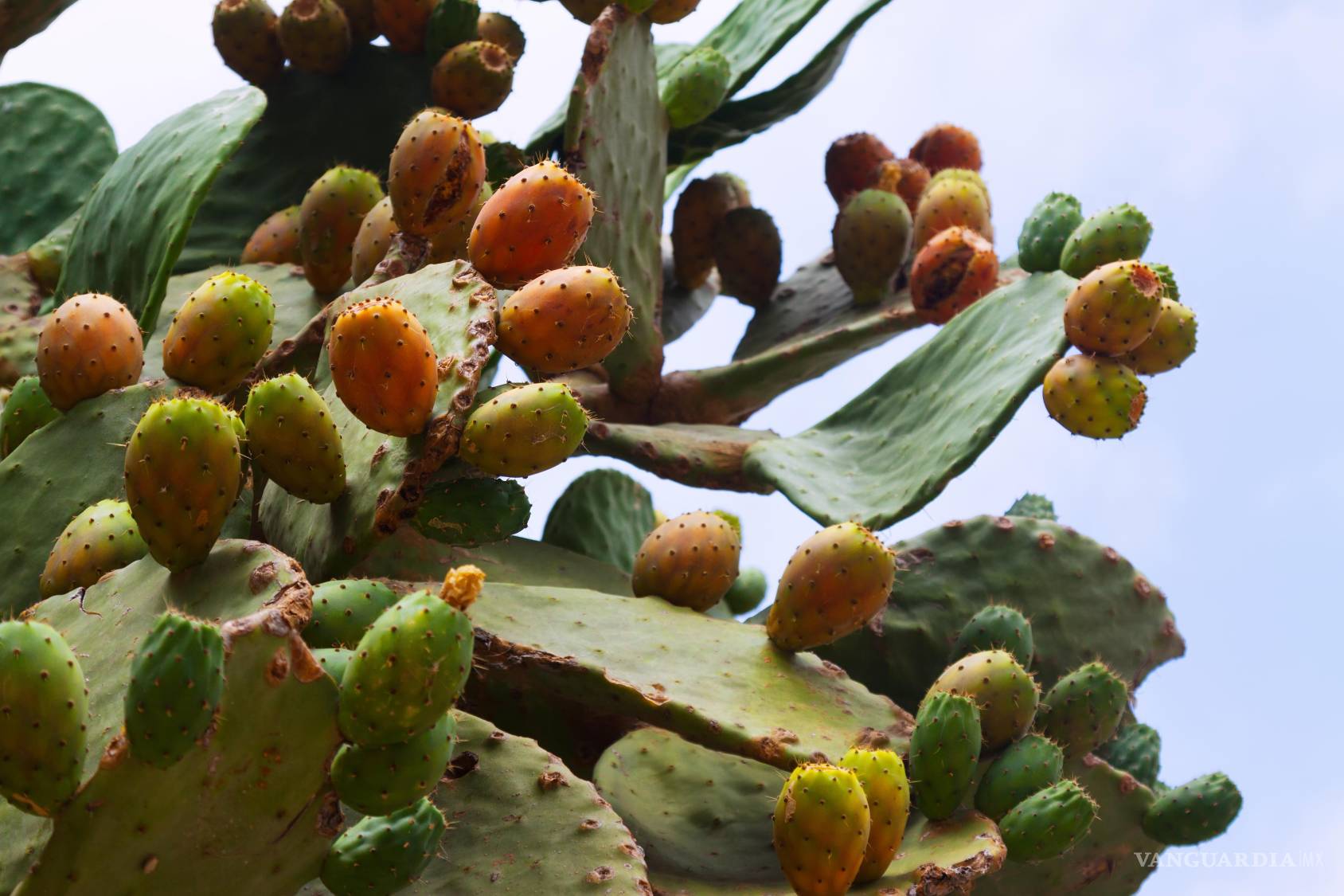 $!La tuna es la fruta del nopal, un cactus originario de América.
