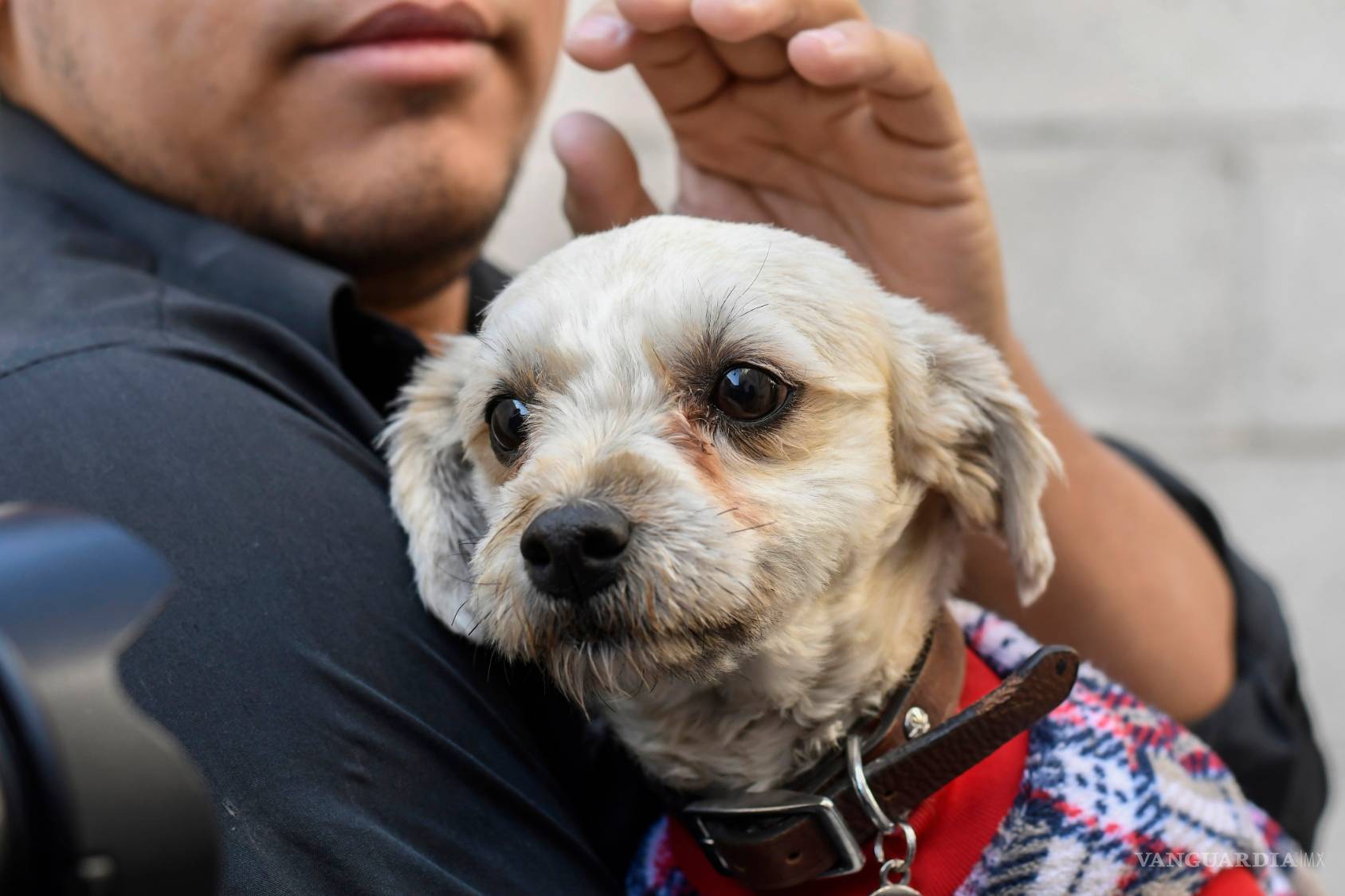 $!¿Ves sufrir a tu mascota cada que hay fuegos artificiales? Entérate cómo evitarles el sufrimiento