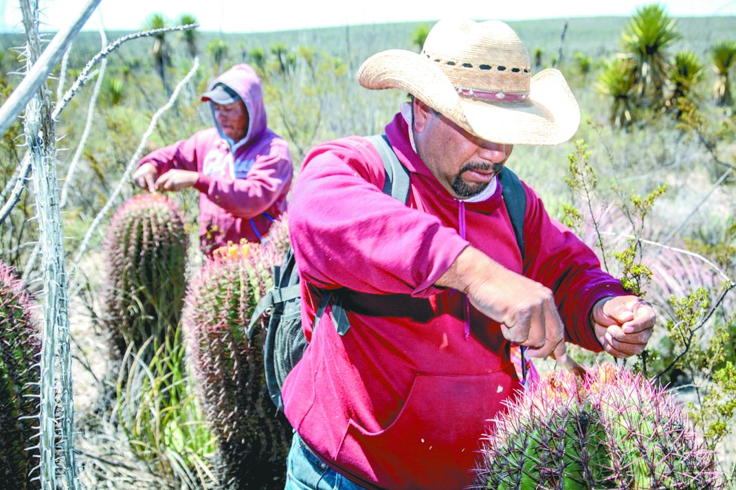 $!El viacrucis de los cabucheros