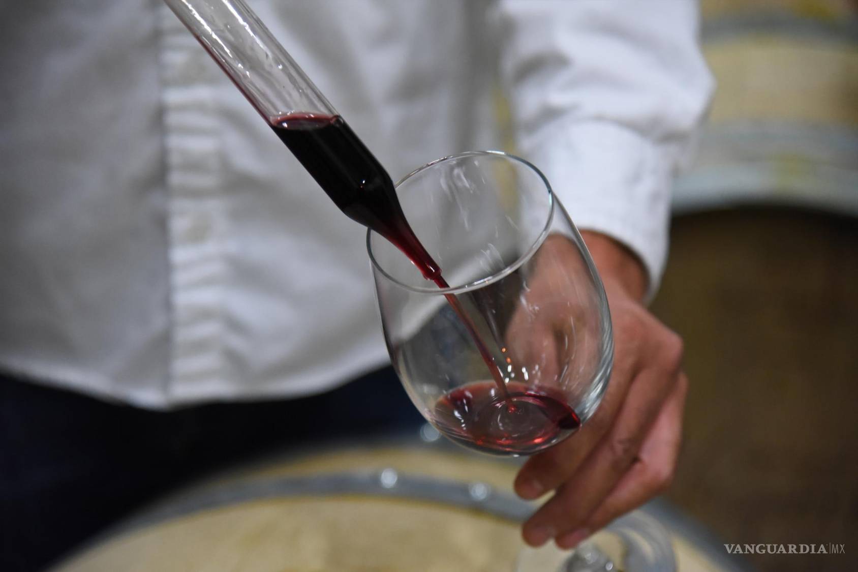 $!Junto a su papá, Gerardo mide las uvas y define el día exacto de cosecha.