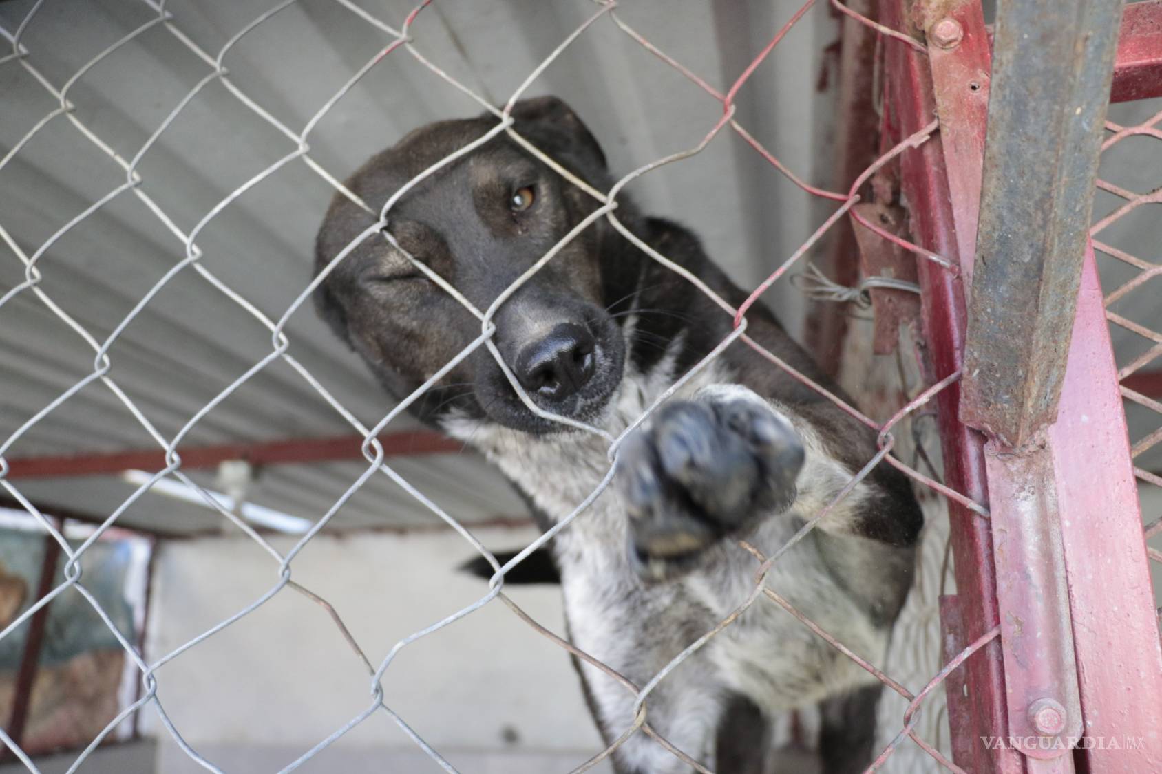 $!Prodebida, la asociación que defiende y protege animales cumple 15 años dejando huellas