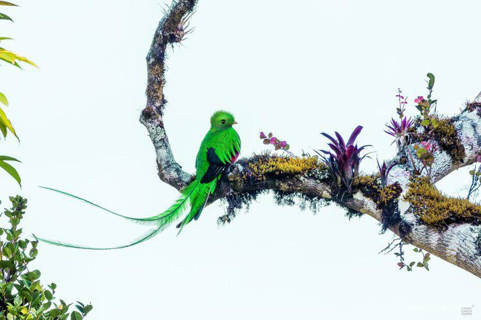 $!El quetzal, una de las más de mil aves fotografiadas por Daniel Garza.