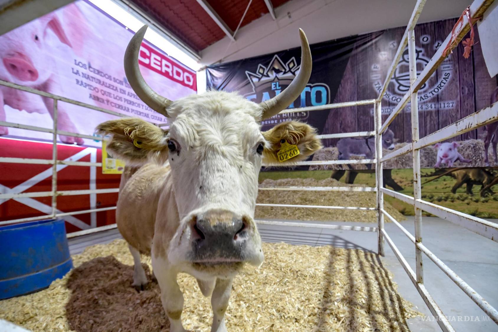 $!Granja interactiva ubicada en la Feria de Saltillo.