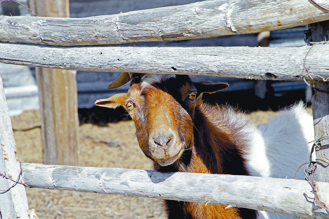 $!¡Auxilio! ¡En un ejido de Coahuila estamos muriendo de sed!