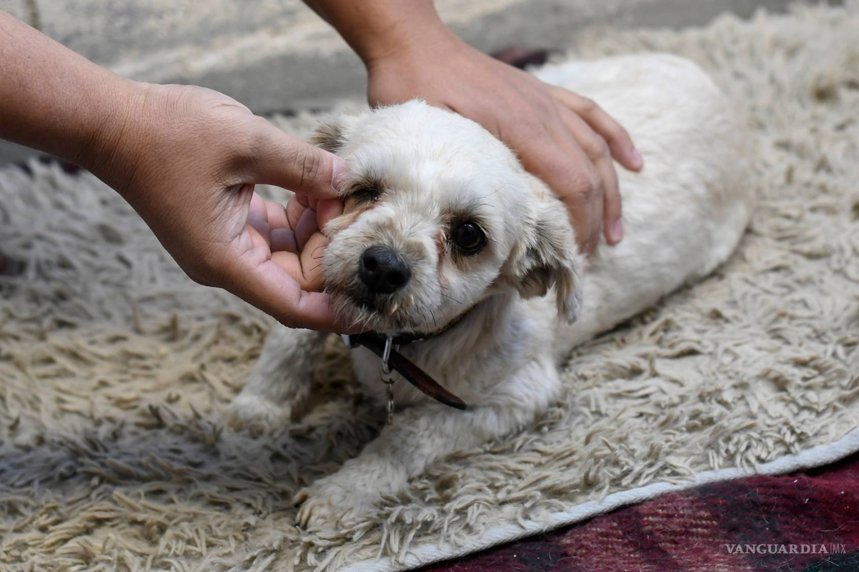 $!Por esta razón las mascotas no son un regalo que puedes desechar