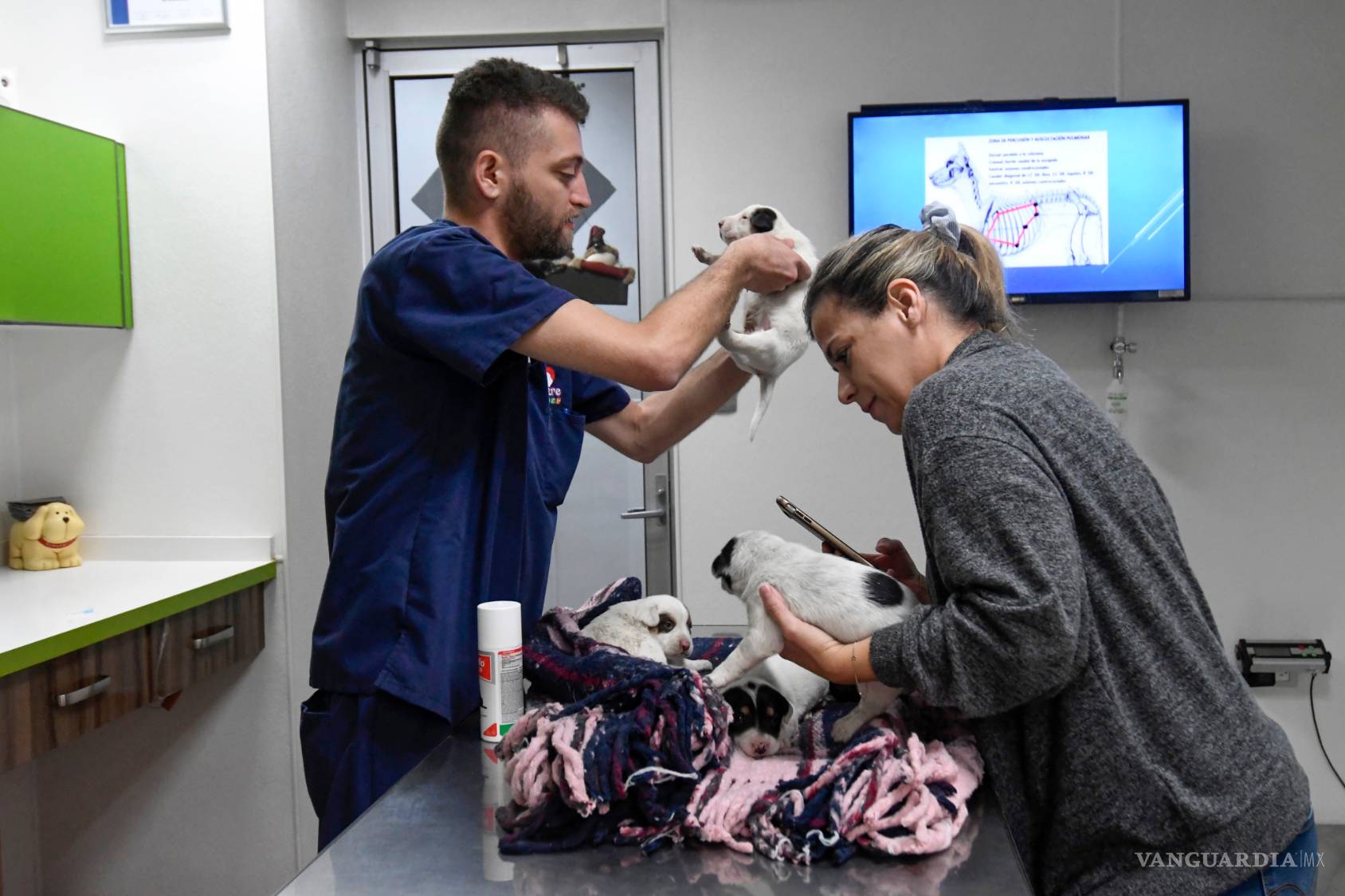 $!¿Ves sufrir a tu mascota cada que hay fuegos artificiales? Entérate cómo evitarles el sufrimiento