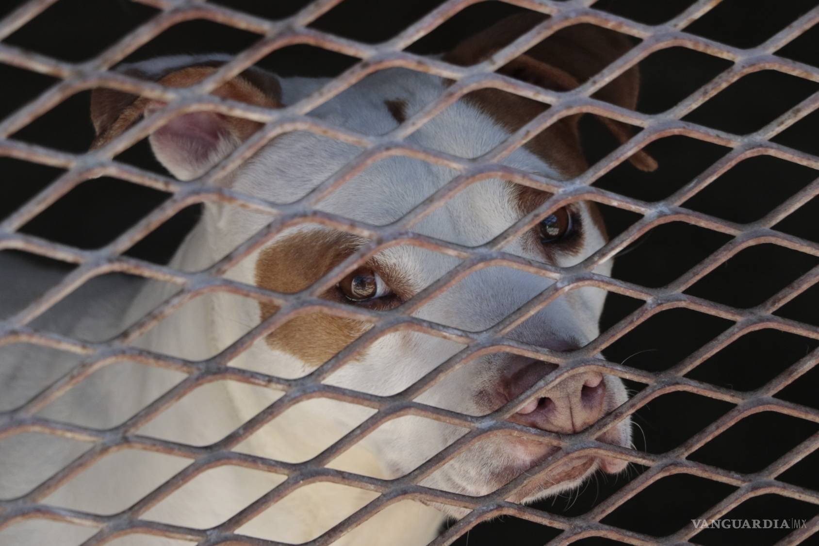 $!Prodebida, la asociación que defiende y protege animales cumple 15 años dejando huellas