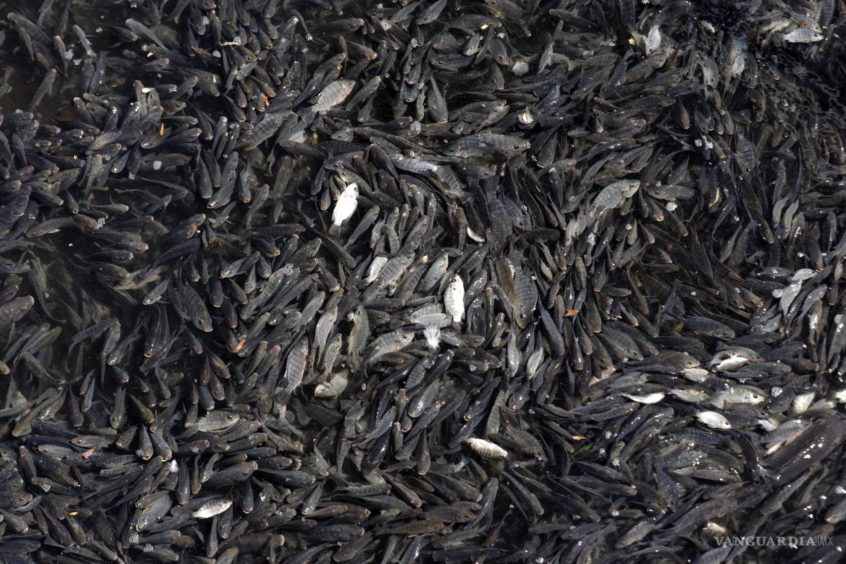 $!En la Ciudad Deportiva alertaron de miles de peces muertos en las orillas del lago artificial.