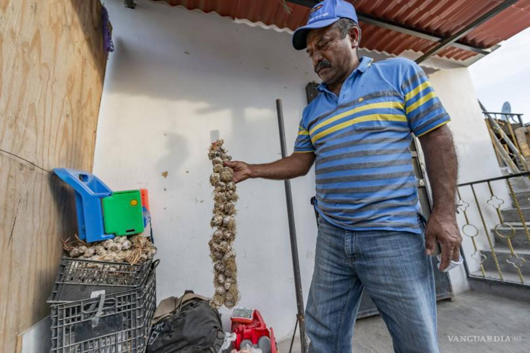 $!Cosechas Añoradas: El ajo, el cempasúchil, y el agua que se desvanecieron con el tiempo.