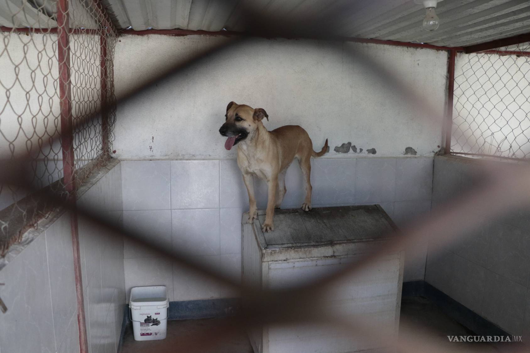 $!Prodebida, la asociación que defiende y protege animales cumple 15 años dejando huellas
