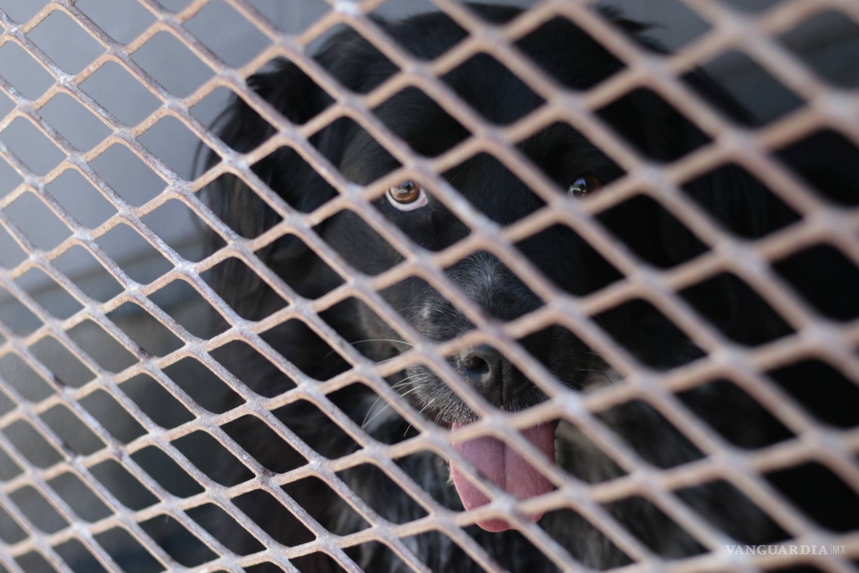 $!Prodebida, la asociación que defiende y protege animales cumple 15 años dejando huellas
