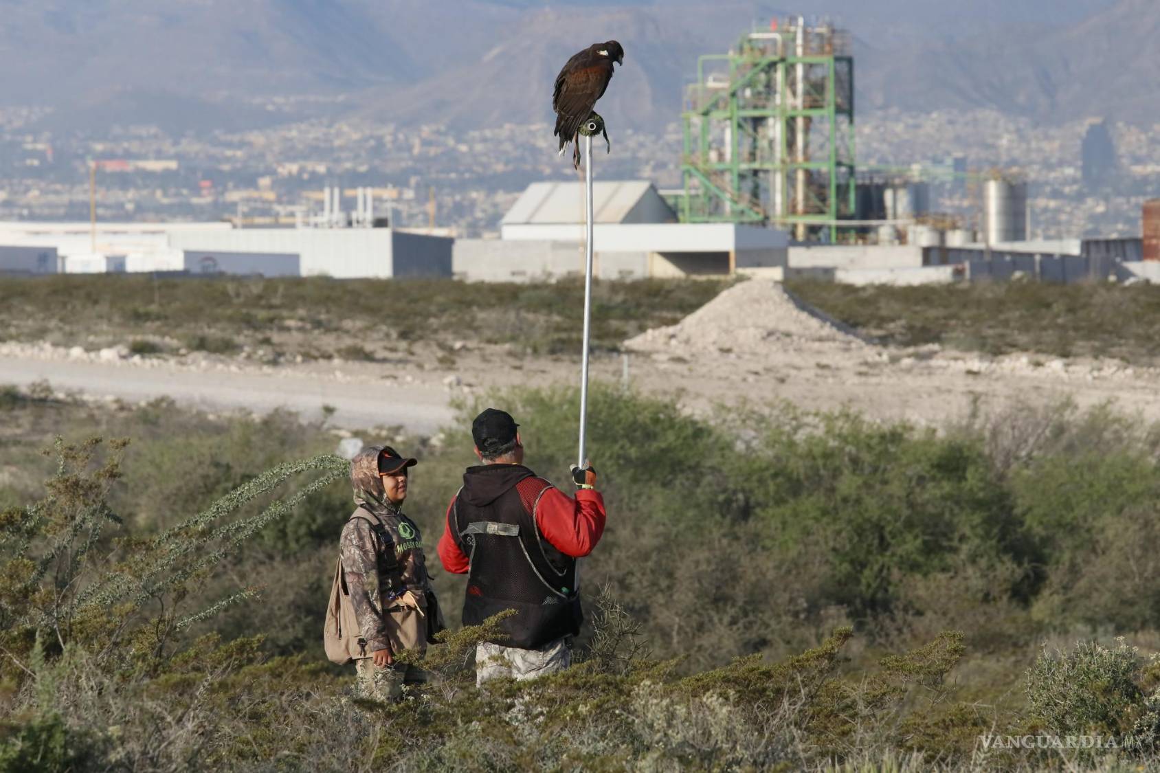 $!”Los Lobos del aire” se preparan para liberar a sus halcones de Harris en un espacio natural en la zona conurbada de Saltillo, Arteaga y Ramos Arizpe.