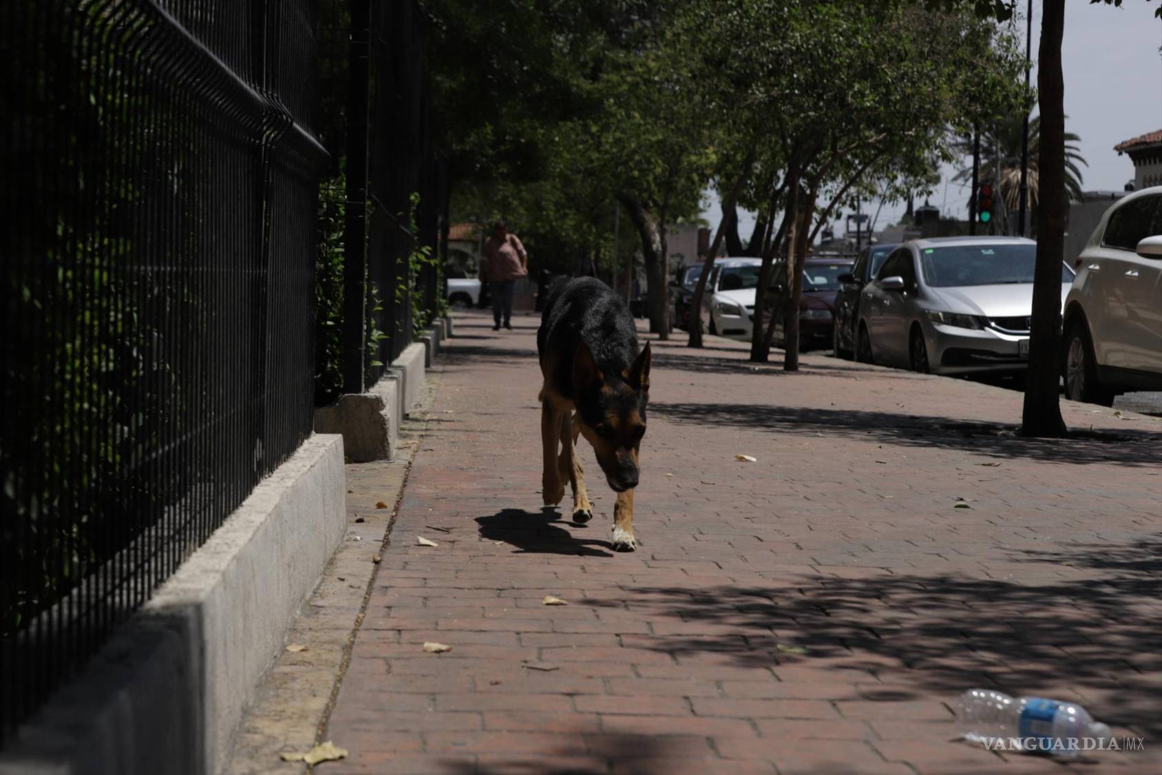 $!Durante el calor opta por paseos más cortos y frecuentes en lugar de largas caminatas.