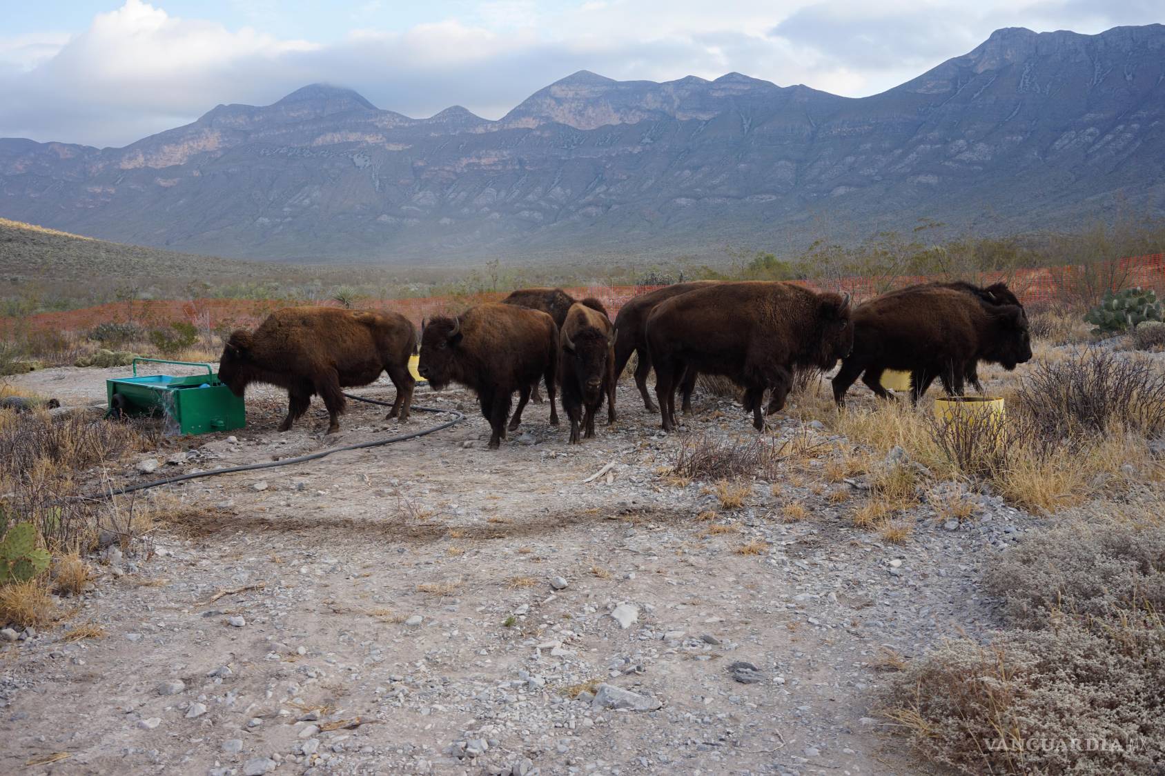 $!Los 44 bisontes americanos llegan a la Reserva El Santuario en Cuatrociénegas para su reintroducción.